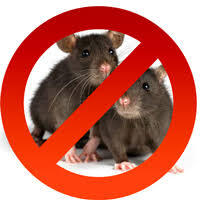 شركة بروفيشنال لمكافحة الحشرات والقوارض بالكويت